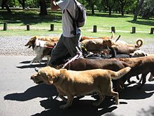 220px-Dog_walker_-_Buenos_Aires[1]